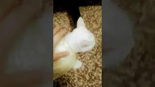 кот-принц, скажите  где принцесса?