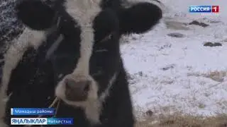 “Тик ятып булмый бит инде”