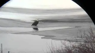 Eagle sighting in michigan