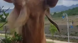 Весёлый козлик 🐐🐐🐐