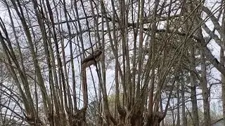 Hawk pursues squirrels in a tree.