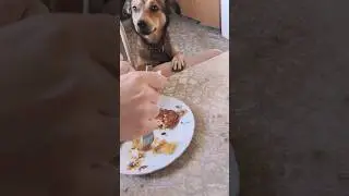 Да какое яблоко?! Давай картошку с мясом!!!😂😂😂