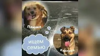 Ищем семью питомцам приют ХелпДог64