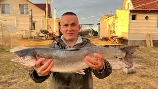 Varzuga / SEMGA May 2022. Pink salmon spawning in 2023👊