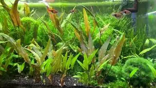 Cryptocoryne Jungle