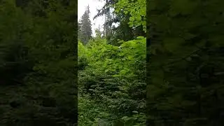 Природа Болгарии.  Горная тропа. Hiking 
