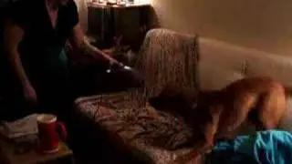 Dog fights Vacuum