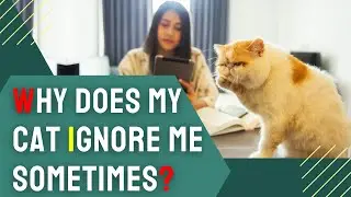 Why Does My Cat Ignore Me Sometimes? Understanding Your Cat’s Silent Signals
