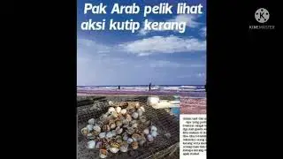 lautan kerang di dumyat mesir