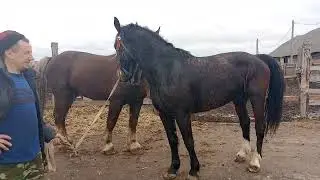 Кобылка Бритва знакомится с жеребцом