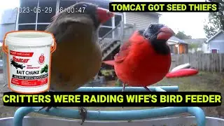 Tomcat Bait Chunx ~ An Effective Solution for Protecting My Bird Feeder from Unwanted Critters