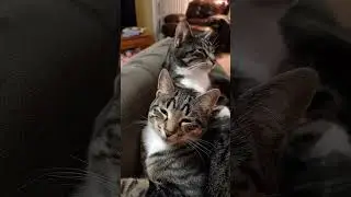Два котика отдыхают 🐾💤 | Милые пушистики 
