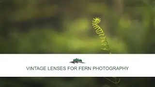 Vintage Lenses for Fern Photography
