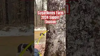 Sappin’ Season | Tappin’ the Maple Trees | Maple Syrup #maplesyrup #countrylivin #newhampshire #diy