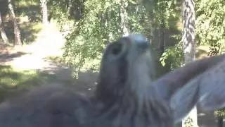 Птенец Пустельги 2.