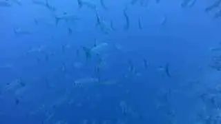 Swimming with Barracudas