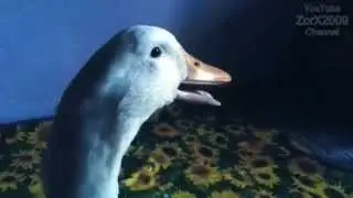ПРИКОЛ Утка странно крякает