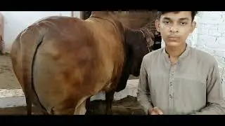 Eid ul adha ki qurbani best video