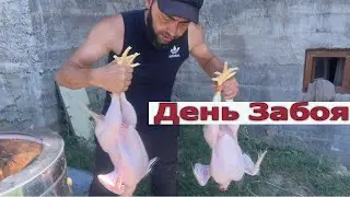 День Забоя Бройлеров