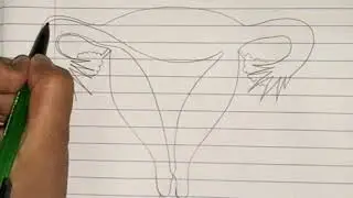 How to Draw Female Reproductive System (2D) | Biology Diagrams | Easy and Stepwise Guide | Class 12