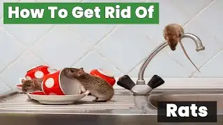 How to Get Rid of Rats Fast: Easy Steps Anyone Can Do