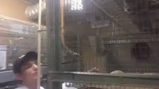 РАЗВЕДЕНИЕ ШИНШИЛЛ. ФЕРМА РЕТАС. ДОХОД от шиншилл. Готовый бизнес.
