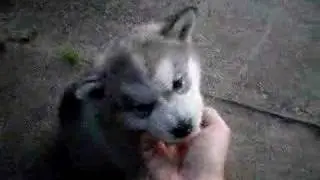 Loki - 5 Weeks