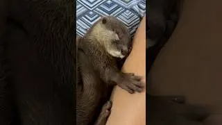 Benefits of Pet Otters