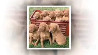 Wirehaired Vizsla Dog breed