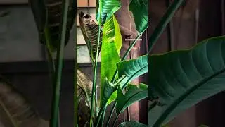 #plantroom #indoorplants #indoorjungle #indoorgarden #gardeningideas