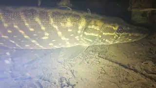 Переставил камеру. Прозрачная вода и много рыбы.