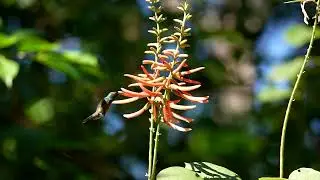 Hummingbird Wanderlust: Costa Rican Rarities