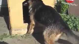 Упрямый пес