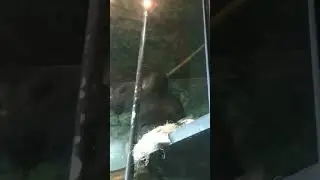 This Silverback gorilla is not happy at Louisville zoo #louisvillezoo #gorilla #bringingthezootoyou