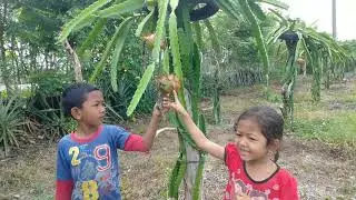 Kebun Naga: Cara Mudah Budidaya Tanaman Buah Naga Lezat dan Kaya Khasiat