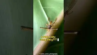 Stalk-Eyed Flies: The Insect with Eyes on Stalks
