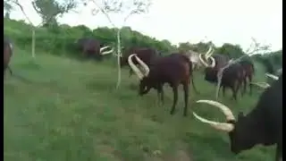 okugamba ente