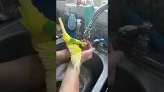 Bath Time for PeeWee the Parakeet! #budgie #budgies #parakeets #parakeet