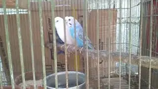 LOVE BIRDS