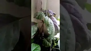 Всё растет!