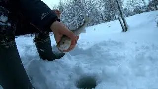 Хариус в январе.Тропим лыжню на дальние ямы.Самая тяжелая рыбалка.Неплохо поймали.