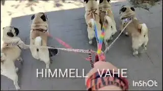Мы - мопсокоманда!