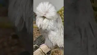 Gray spangle show budgie hen #budgies #budgie #muhabbetkuşu #viral #periquito #muhabet