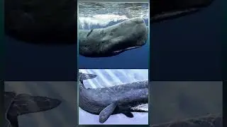 GFacts 🦈🦈🦈 | Strange Facts You Never Knew |  More dangerous than the sea monster megalodon | 