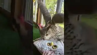 Лети сюда, побалуемся 😂 