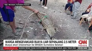 Dua Ekor Biawak Bersarang Di Gudang Toko | REDAKSI PAGI (26/08/24)
