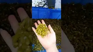 Full automatic type vegetable cutter machine  Multi-functional slicing machine