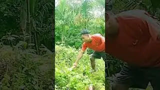 KANGAL MANDE SHORT VIDIO YC NI GIT