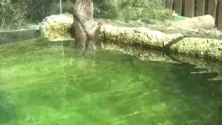 ANIMAL Otter swims