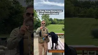 Are Demonstration Dogs Being Manipulated With Electric Collars?